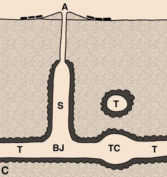 Cross section of ghost shrimp burrow